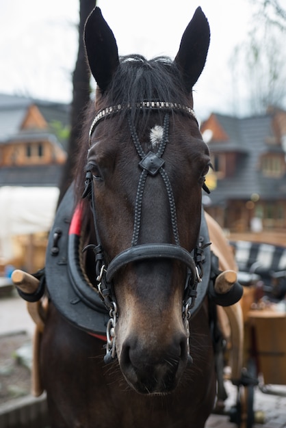 Horse in the village of Zakopane, Poland, Poland