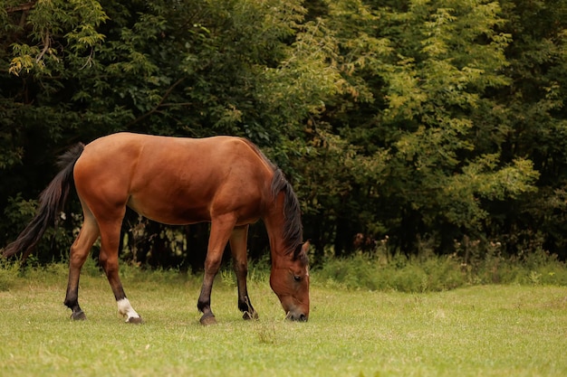 A horse walks and eats grass in the autumn pasture