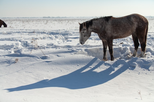 Horse in a winter field against forest and sky, the shadow of a horse.