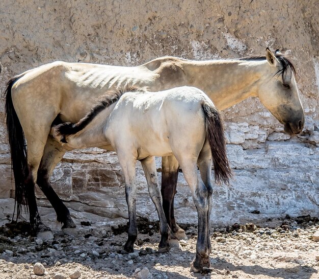 a horse with a foal in the sand