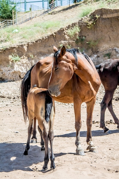 a horse with a foal in the sand