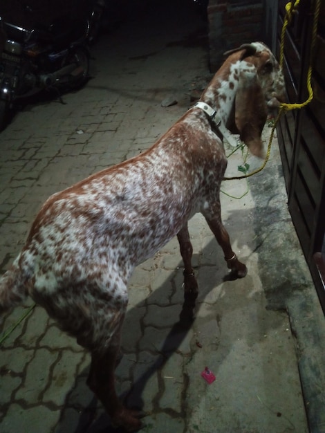 A horse with a saddle on its back is tied to a trailer.