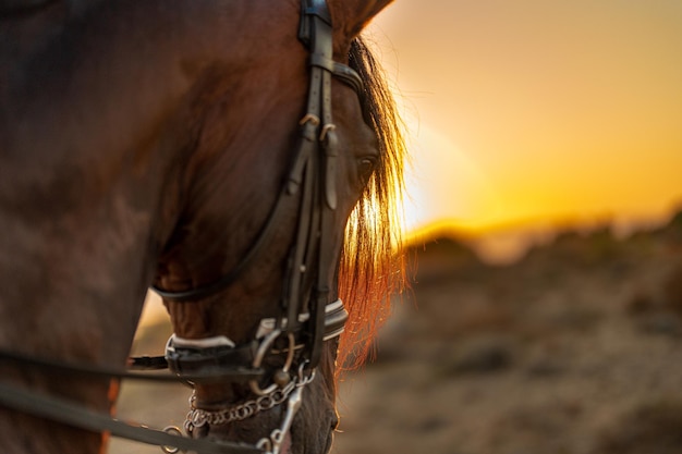 A horse39s mane against the light of the setting sun