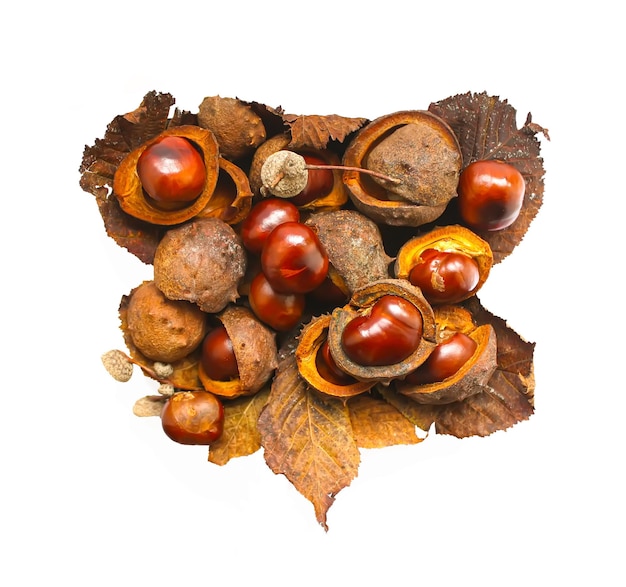 Horsechestnuts with dry brown leaves isolated in white background Aesculus hippocastanum fruits