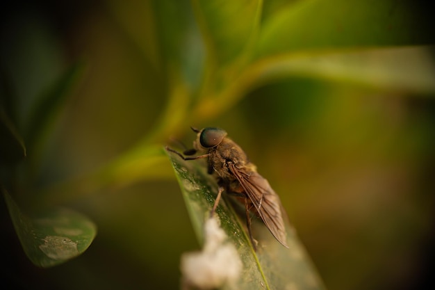 Horsefly in profile between green leaves