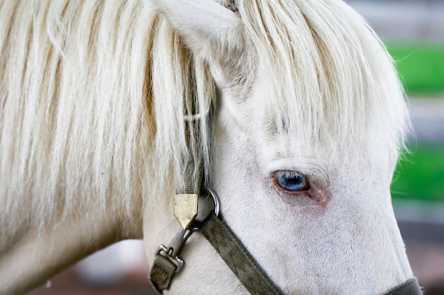 Horsehair close up of beautiful white horse with blue eyes