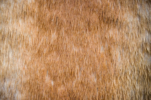 Horsehair texture and background close up