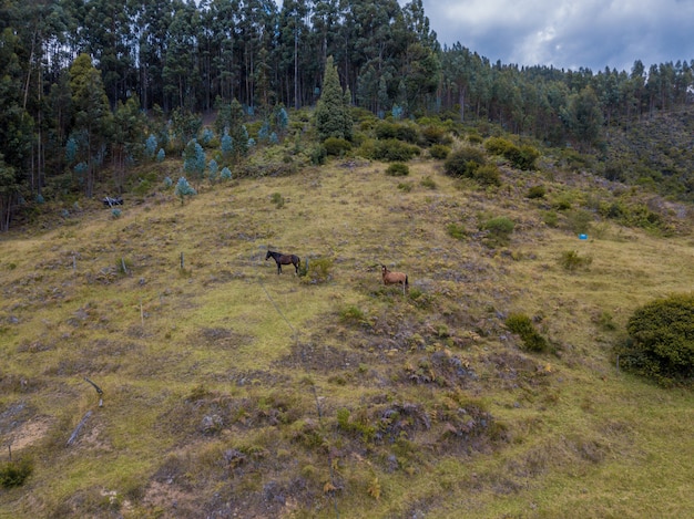 Horses aerial photo