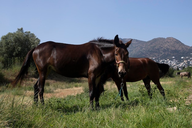 The horses are running in the meadow Landscape with animals