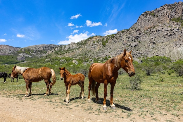 Horses on the background of ancient limestone high rounded mountains in an air haze Demerdzhi Crimea