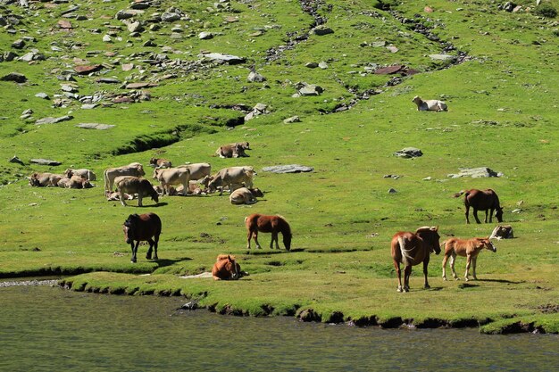 Horses and cows running free in the Estany del Port, 2,034 meters above sea level.