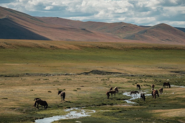 Horses drink water from a mountain river in the Altai Republic