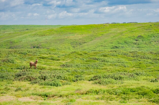 Horses eating grass in the fresh field A Horse grassing in the fresh field