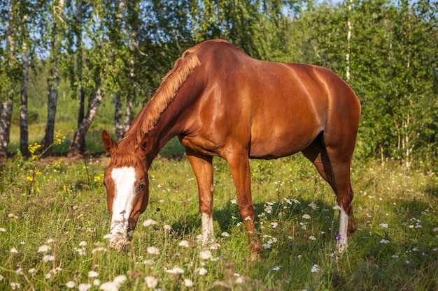 Horses in farm, outdoors countryside