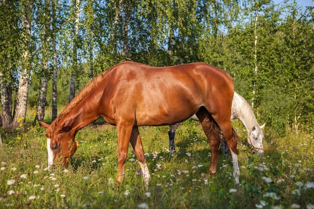 Horses in farm, outdoors countryside