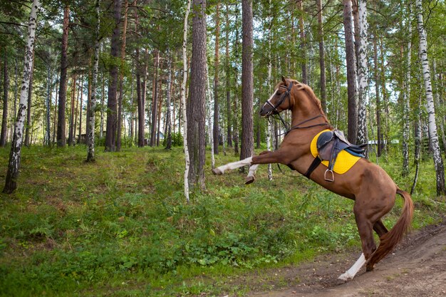 Horses in farm, outdoors countryside