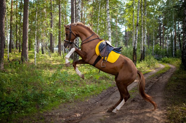 Horses in farm, outdoors countryside