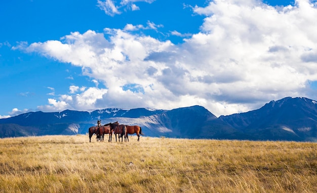 horses in a field against the backdrop of mountains