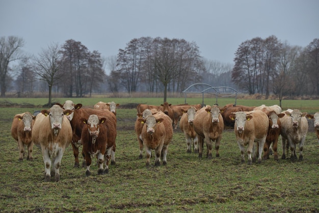 Photo horses in a field