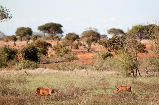 Photo horses in a field