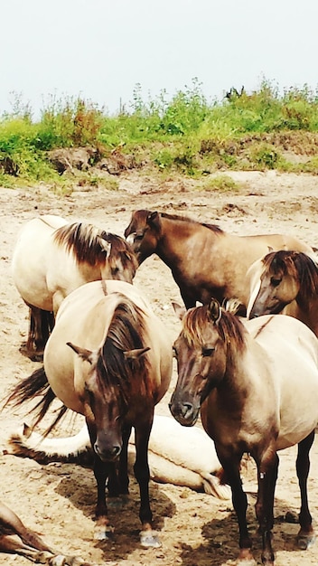 Horses on field