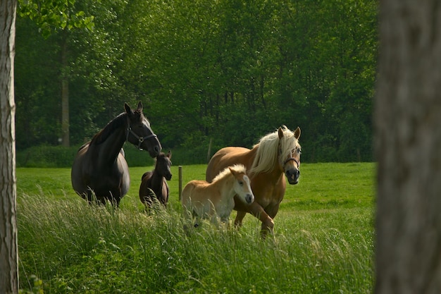 Horses on field