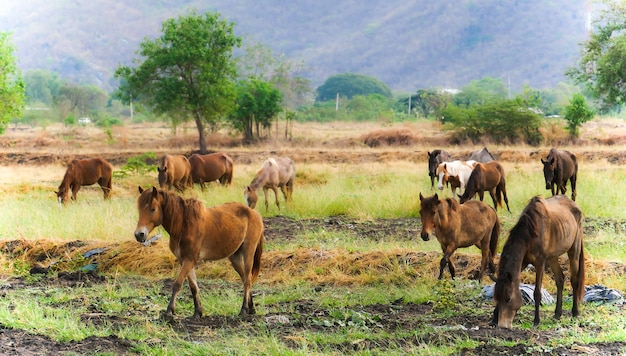 Horses on the field