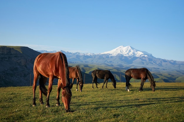 Horses graze freely amidst majestic mountains and lush green meadows Against the backdrop of vibrant summer sky herd roams embodying beauty of rural life