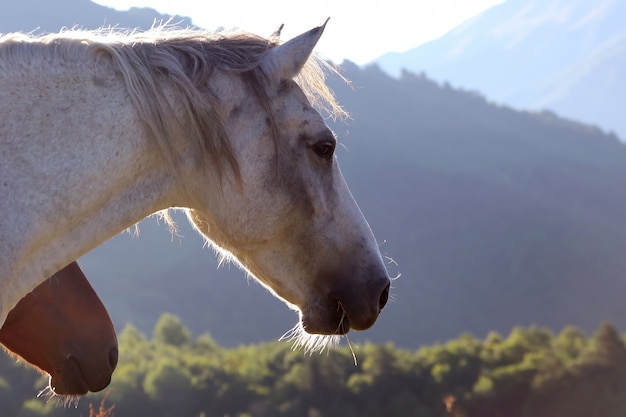 Horses graze in the mountains at dawn