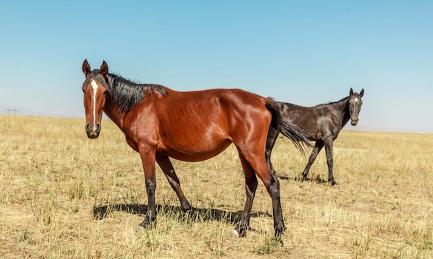 Horses graze on a pasture in autumn in a meadow the concept of cattle breeding with space for text