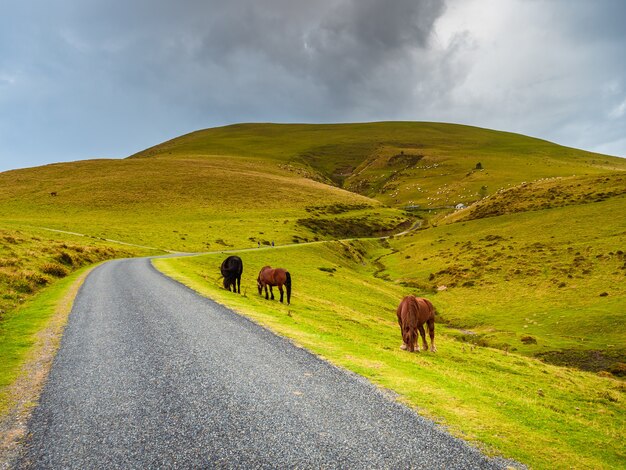 Horses graze on the side of a lonely mountain road that climbs between green pastures