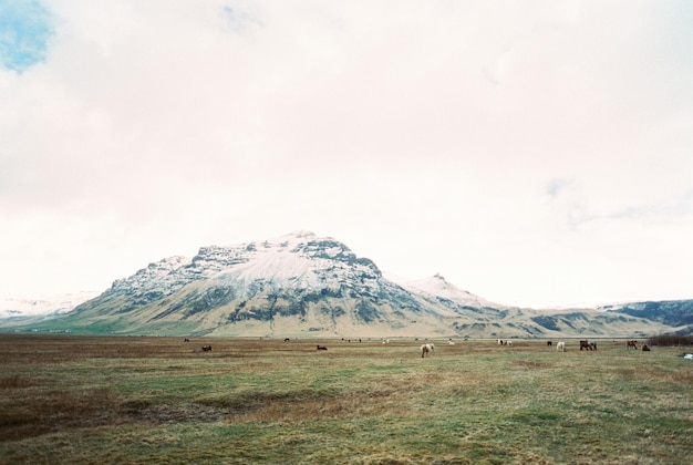 Horses graze in the valley against the backdrop of the mountains Iceland