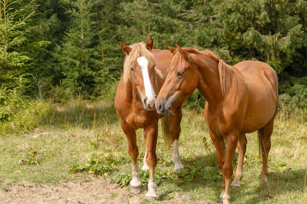 Horses grazed on a mountain pasture against mountains. Summer