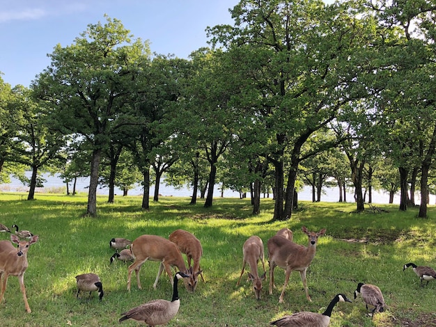 Photo horses grazing on field against sky