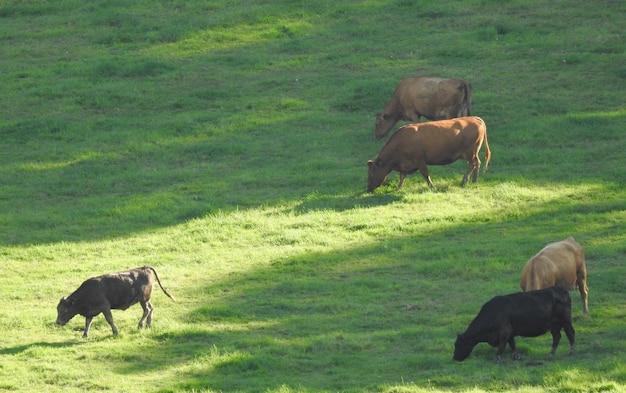 Photo horses grazing in a field