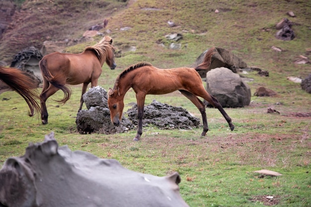 Photo horses grazing in a field