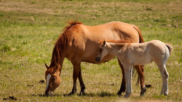 Horses grazing in the field.