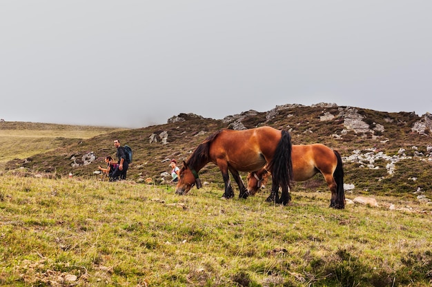 Horses grazing in the French Pyrenees