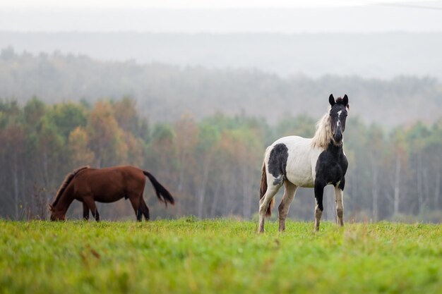 Horses grazing in a meadow in autumn