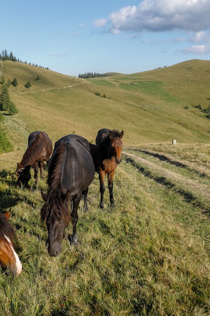 Horses grazing on a mountain pasture