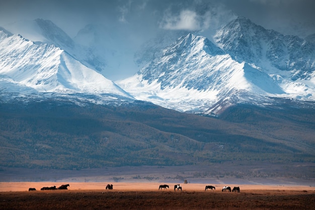 Horses grazing in the mountains at sunset Altai mountains Russia