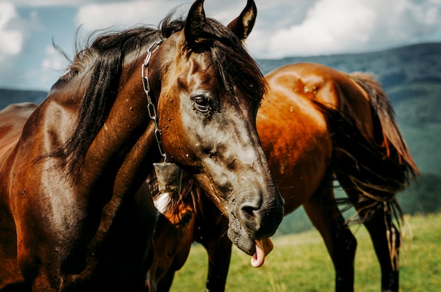 Horses grazing in the mountains