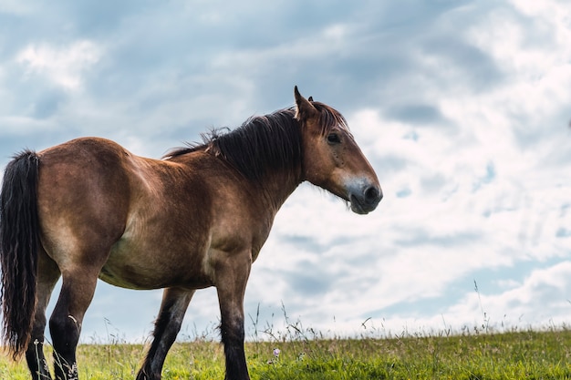 Horses grazing and roaming freely