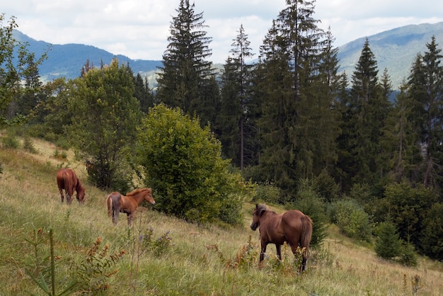 Horses group on green mountainside