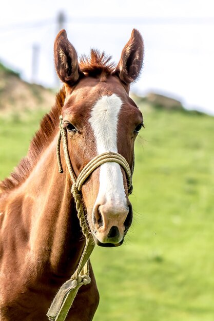 Horses head closeup