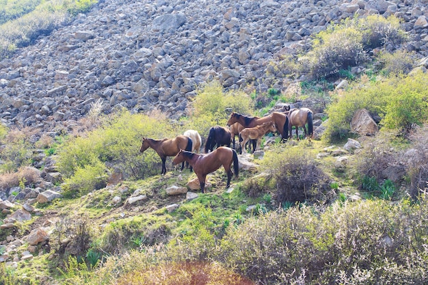 Horses on a hillside with trees in the background