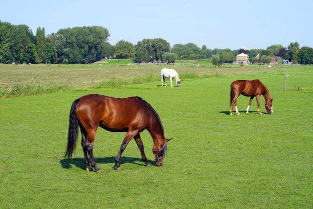 A horses is grazing in a green field