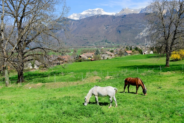 Horses in a meadow