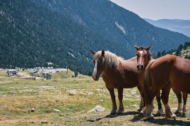 Horses on a mountain top with a mountain in the background