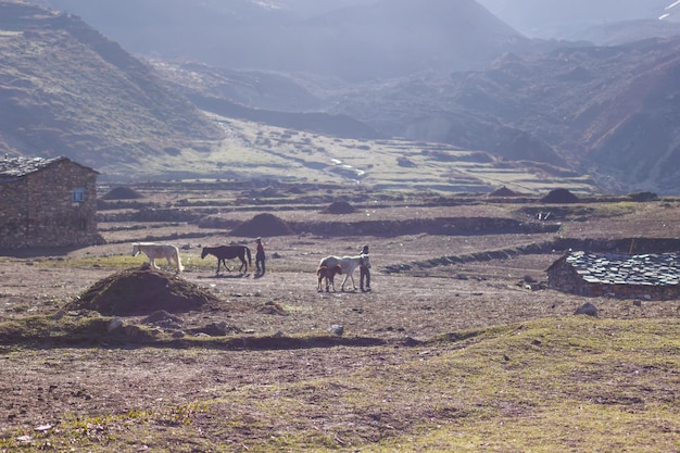 Horses in a mountain valley in the Manaslu region